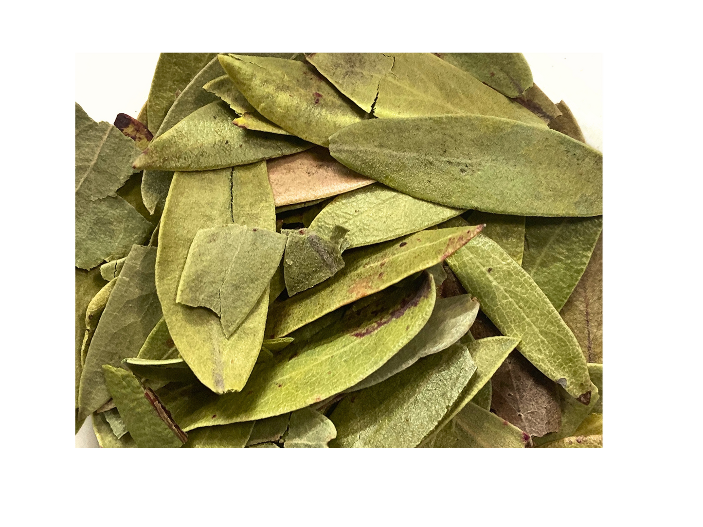 Uva Ursi Leaves, dried